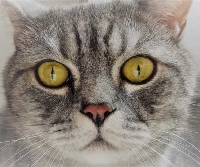 Katzen Foto