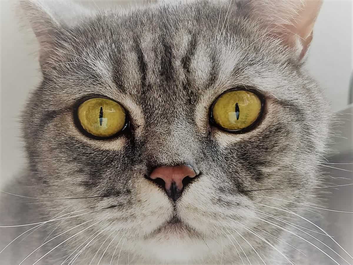 Katzen Foto